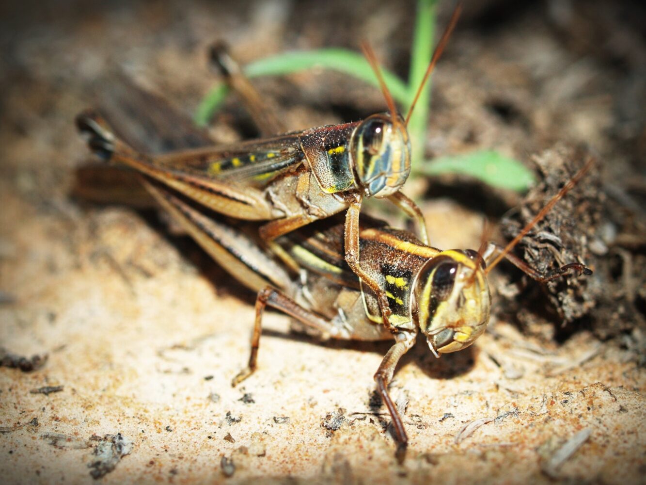 昆虫食に辟易Fed up with eating insects